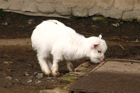 File:Young.Pygmy.goat-02-ZOO.Dvur.Kralove.jpg - Wikipedia, the free encyclopedia