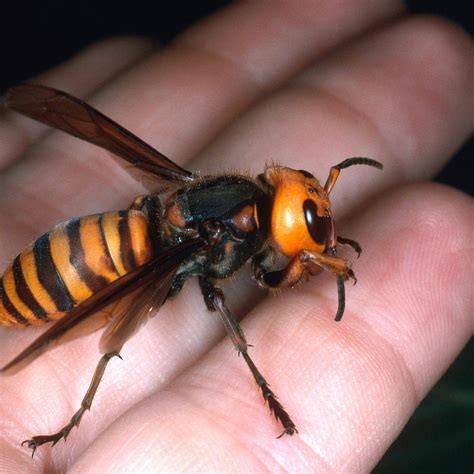 The 12 Tiniest Animals That Can Straight Up Kill You | Japanese giant hornet, Asian giant hornet ...