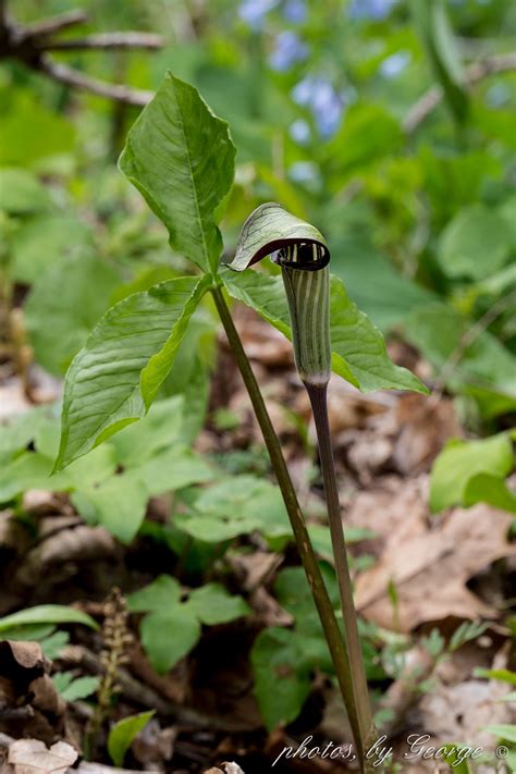 "What's Blooming Now" : Jack-in-the-Pulpit (Arisaema triphyllum)