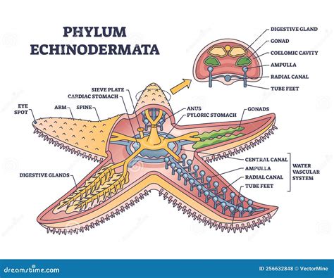 Phylum Echinodermata or Starfish Anatomy with Inner Structure Outline ...