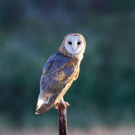 Hawaiʻi Birding Trails | barn owl