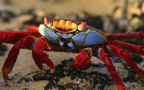 73 Crab HD Wallpapers | Background Images - Wallpaper Abyss