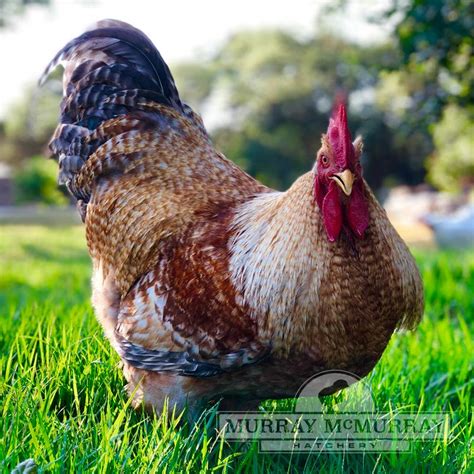 Bielefelder | Beautiful chickens, Chickens backyard, Chicken breeds