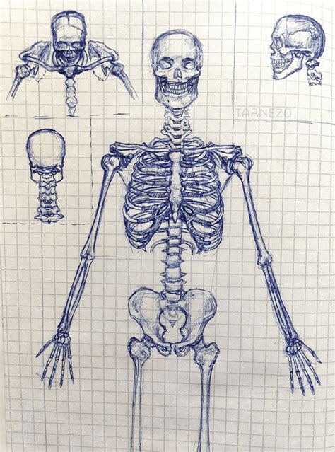 Practice drawing the anatomy of the skeleton : r/Anatomy