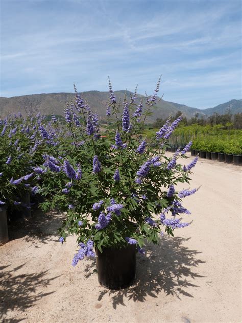 Vitex angus castus - T-Y Nursery