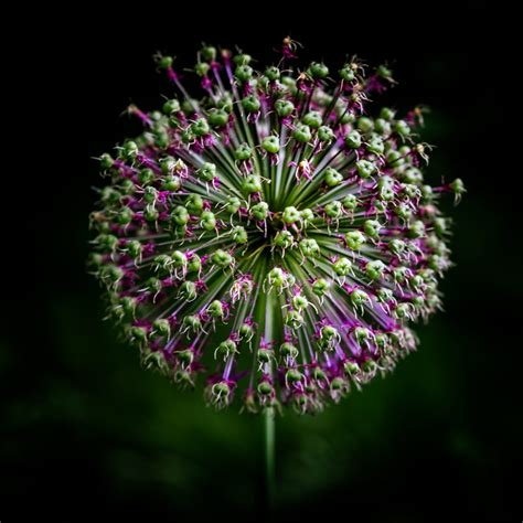 “Seeds of Allium” – Frodsham and District Photographic Society