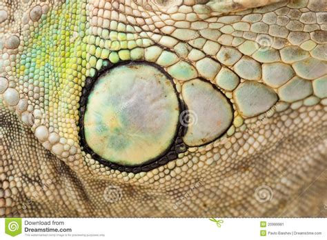 Green Iguana Skin Stock Image - Image: 20999981