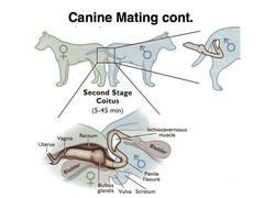 Whelping Timeline | Dog in heat, Pregnant dog, Whelping puppies