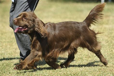 Sussex Spaniel: History, Temperament, Care, Exercise, & Pictures