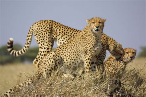 Cheetah Facing Extinction As Population Drops, Experts Call For ...