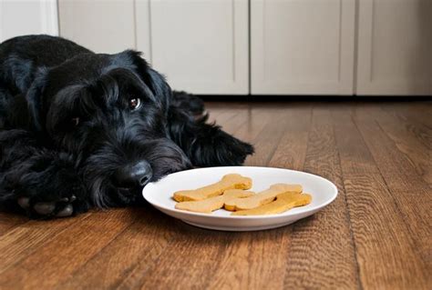 Grain-Free Dog Treats DIY - Room For Tuesday