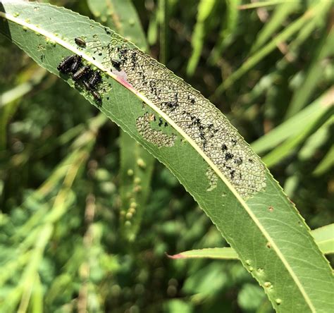 Imported Willow Leaf Beetles | NC State Extension