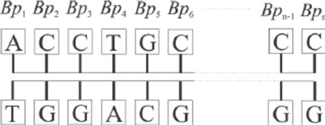 Genome as a sequence of complementary base pairs. | Download Scientific ...