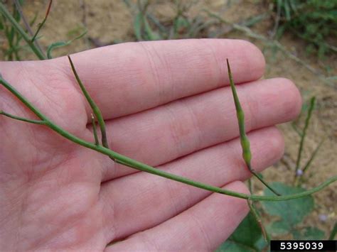 Wild Radish | Cornell Weed Identification