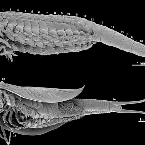 (PDF) Phylogeny of Branchiopoda (Crustacea)—Character evolution and contribution of uniquely ...