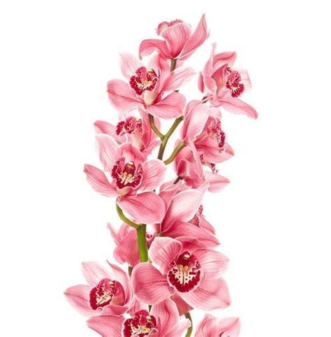 A-bouquet-of-peach-color-Phalaenopsis-orchid-How-to-Transplant-Orchids ...