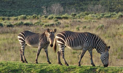 Cape Mountain Zebra - saved from extinction - Wildlife Photography Africa