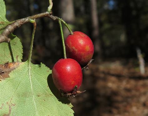 Crataegus pruinosa (Frosted Hawthorn, Hawthorn, Thornapple, Waxy-Fruited Hawthorn) | North ...