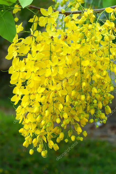 Cassia fistula flower — Stock Photo © Noppharat_th #46387733