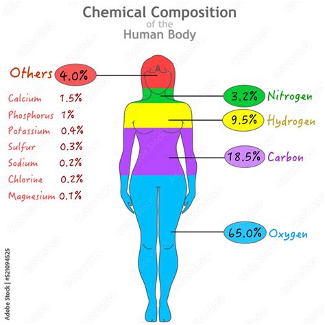 Chemical composition. Elements in human body. Percent ratios of oxygen, carbon, hydrogen ...