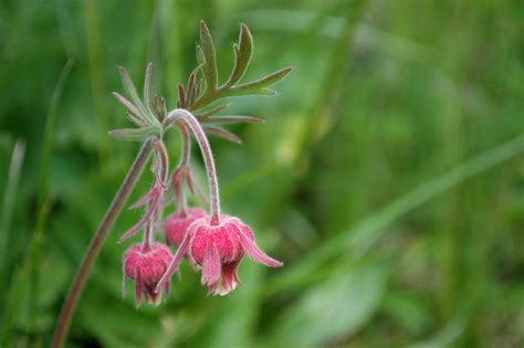 How to Grow and Care for Prairie Smoke (Geum triflorum)