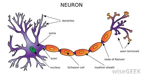 There are several different types of neural cell, which can be categorized by size ...