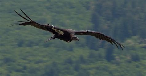 Poachers Leave Dangerous Elk Carcasses Near Condor Habitat in Northern California - Active NorCal