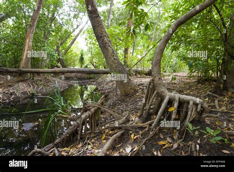 Tropical Monsoon Forest High Resolution Stock Photography and Images - Alamy