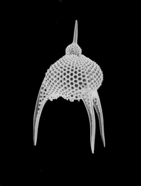 Photomicrograph of a radiolarian taken at X1500 by using a scanning ...