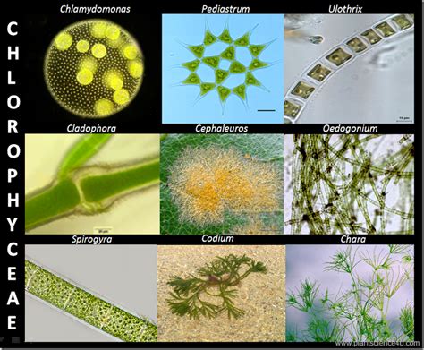 Green Algae | Definition and Classification