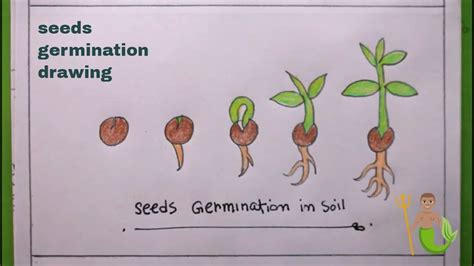 Seed Germination Diagram For Kids