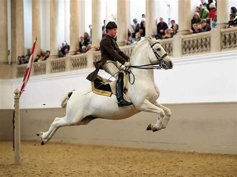 6 Terrific Ways to See the Lipizzaner Stallions of Vienna In Real Life