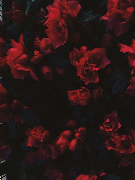 #Grunge#red#roses#flowers | Red aesthetic, Red aesthetic grunge, Aesthetic colors