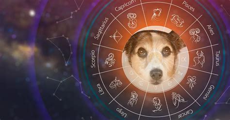 Learn your dog's star sign and what it means with TeamDogs Astrology Chart - SussexLive