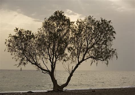 Tamarisk Tree Photograph by Bob Gibbons - Fine Art America