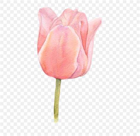 Flower Tulip Watercolor Painting, PNG, 508x800px, Flower, Botanical ...