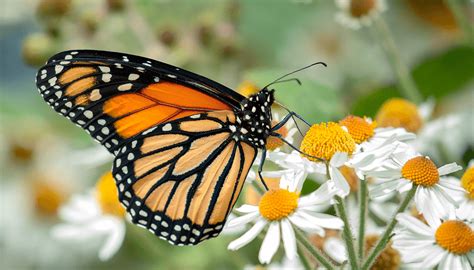 Monarch butterfly | San Diego Zoo Wildlife Explorers