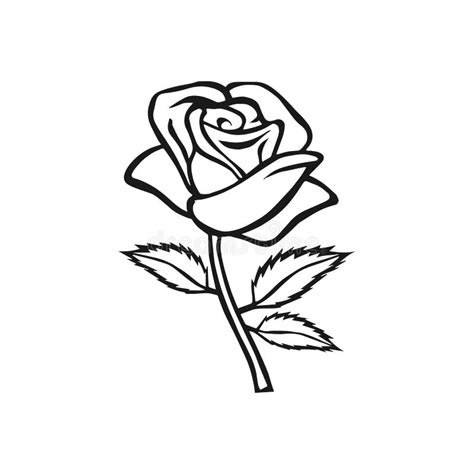 Rose Sketch. Flower Design Element. Vector Illustration. Elegant Floral ...