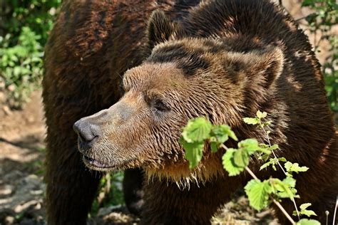 Croatian Brown Bear in Lika – Croatia, the War, and the Future