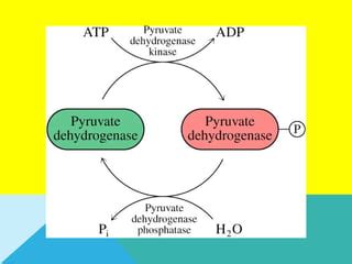 Enzyme regulation