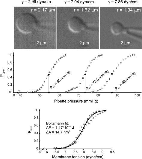 Whole spheroplast activation curves recorded with spheroplast imaging.... | Download Scientific ...