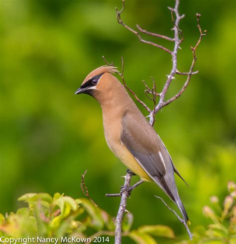 Cedar Waxwing | Welcome to NancyBirdPhotography.com