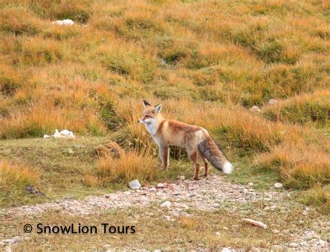 Wild animals in Tibet | Tibet Wildlife Tour | SnowLion Tours