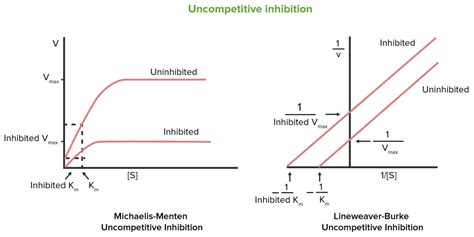 Enzyme Inhibition | Concise Medical Knowledge