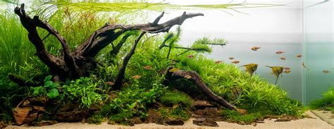 Aquarium plants: beautiful and beneficial. | Tetra Fishkeeper Blog