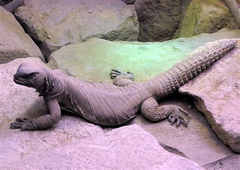 Spiny-tailed lizard | desert, tail spines, omnivore | Britannica