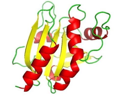 Predicted 3D Model structure of heat shock protein identified in Cassia... | Download Scientific ...