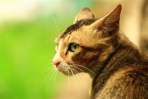 Toxoplasmosis in Cats: Causes, Signs, Treatments, Prevention - CatBounty