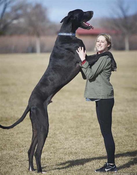 Big Great Dane Dog | PETSIDI