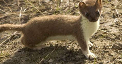 Difference Between A Weasel Vs Ferret, Mongoose Mink Polecat